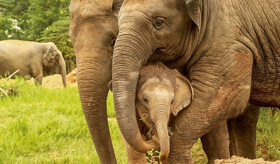 《踏上旅程吧！ let's travel 》【Brand story】Elephant Nature Park - 動物們在清邁的庇護所 封面照片